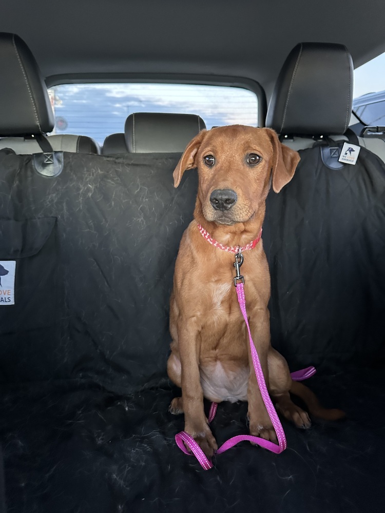 Renley, an adoptable Hound in Rapid City, SD, 57702 | Photo Image 1
