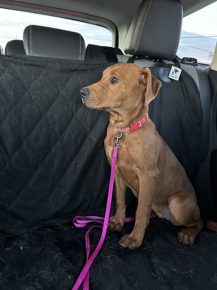 Renley, an adoptable Hound in Rapid City, SD, 57702 | Photo Image 2