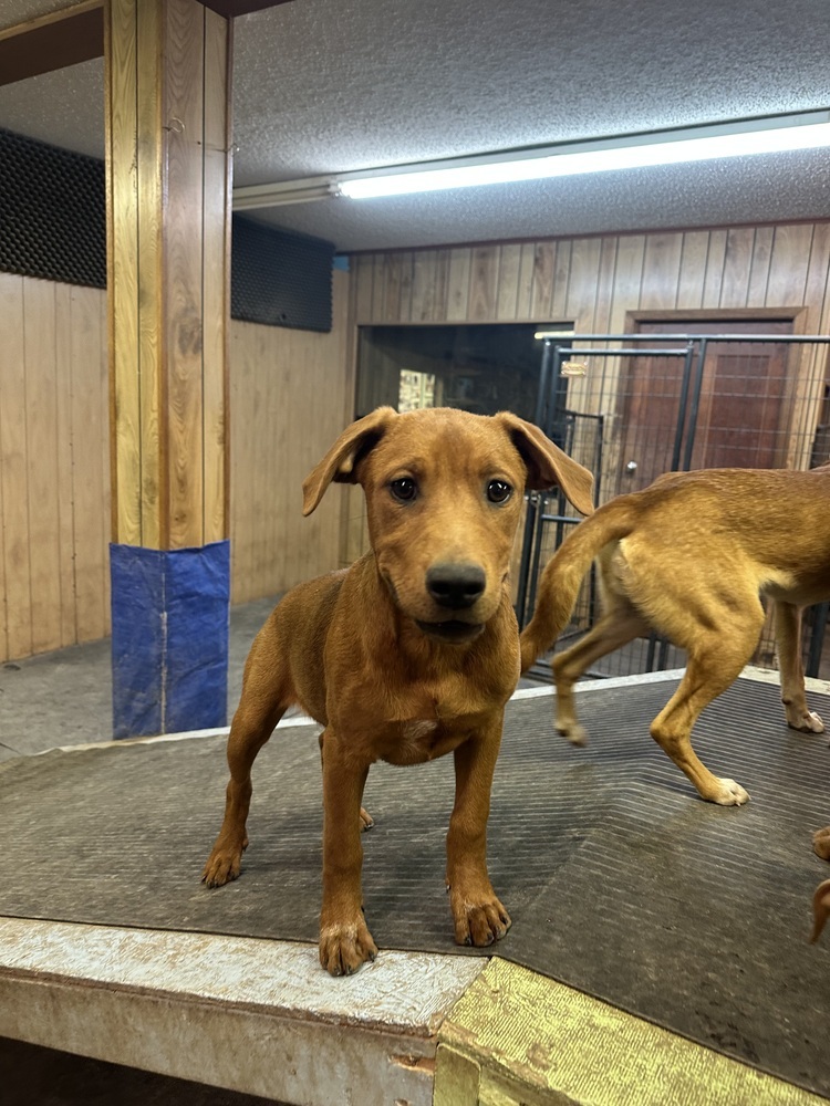 Renley, an adoptable Hound in Rapid City, SD, 57702 | Photo Image 3