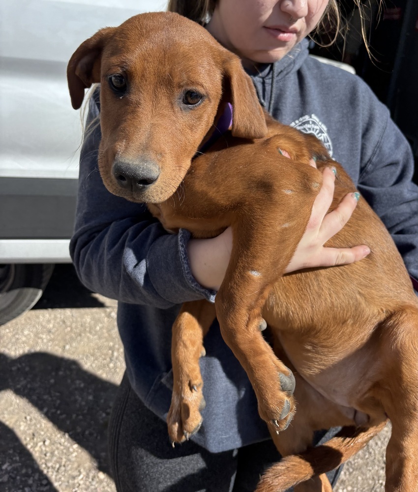 Renley, an adoptable Hound in Rapid City, SD, 57702 | Photo Image 5