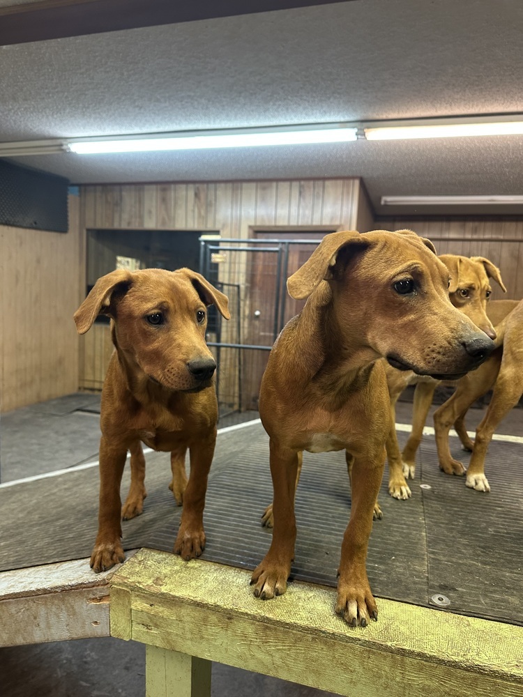 Renley, an adoptable Hound in Rapid City, SD, 57702 | Photo Image 6