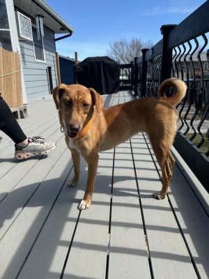 Roo