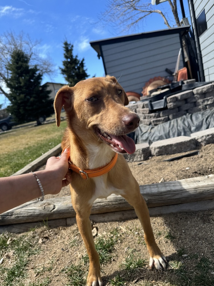 Roo, an adoptable Mixed Breed in Rapid City, SD, 57702 | Photo Image 2