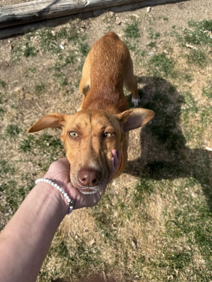 Roo 3