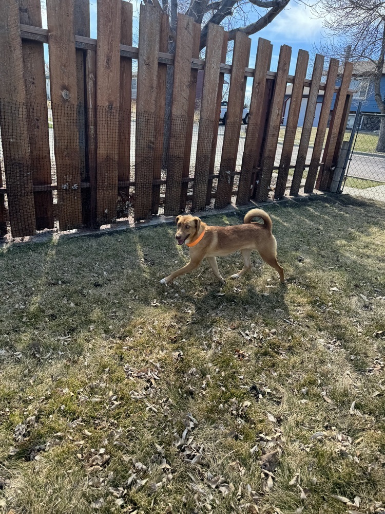 Roo, an adoptable Mixed Breed in Rapid City, SD, 57702 | Photo Image 4