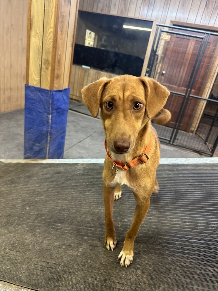 Roo, an adoptable Mixed Breed in Rapid City, SD, 57702 | Photo Image 5