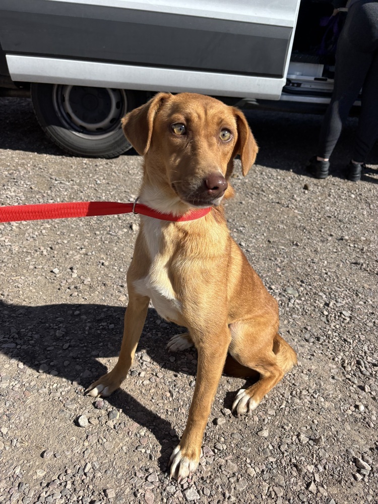 Roo, an adoptable Mixed Breed in Rapid City, SD, 57702 | Photo Image 6