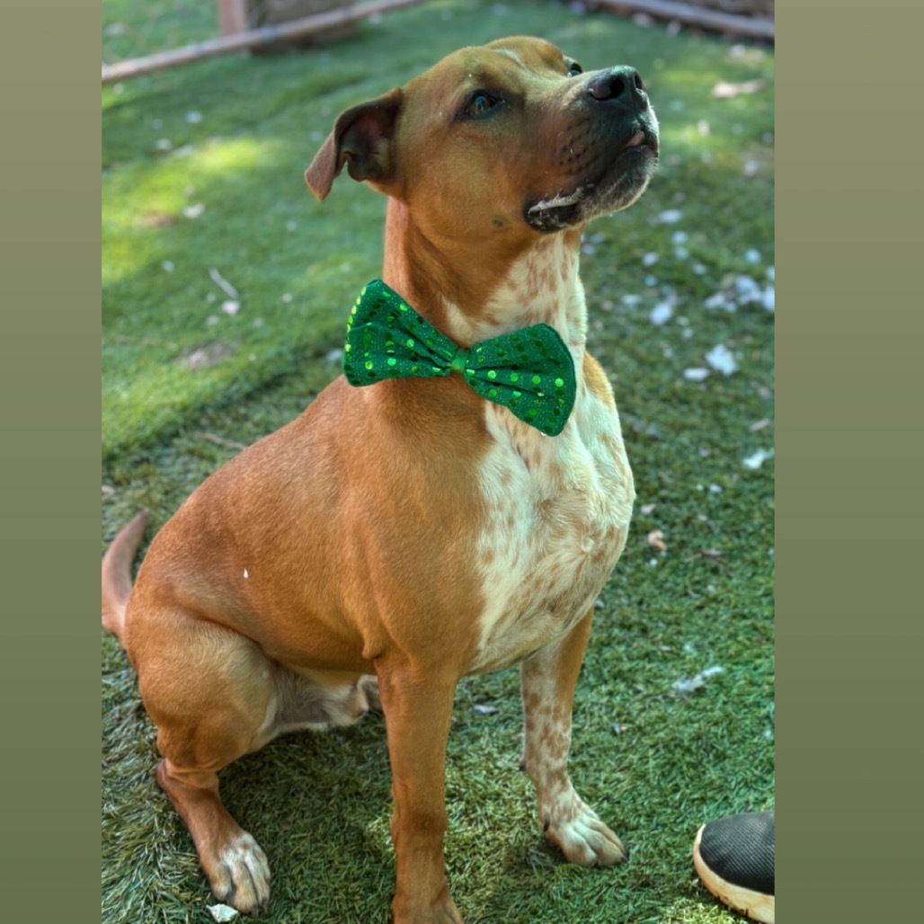 Roscoe