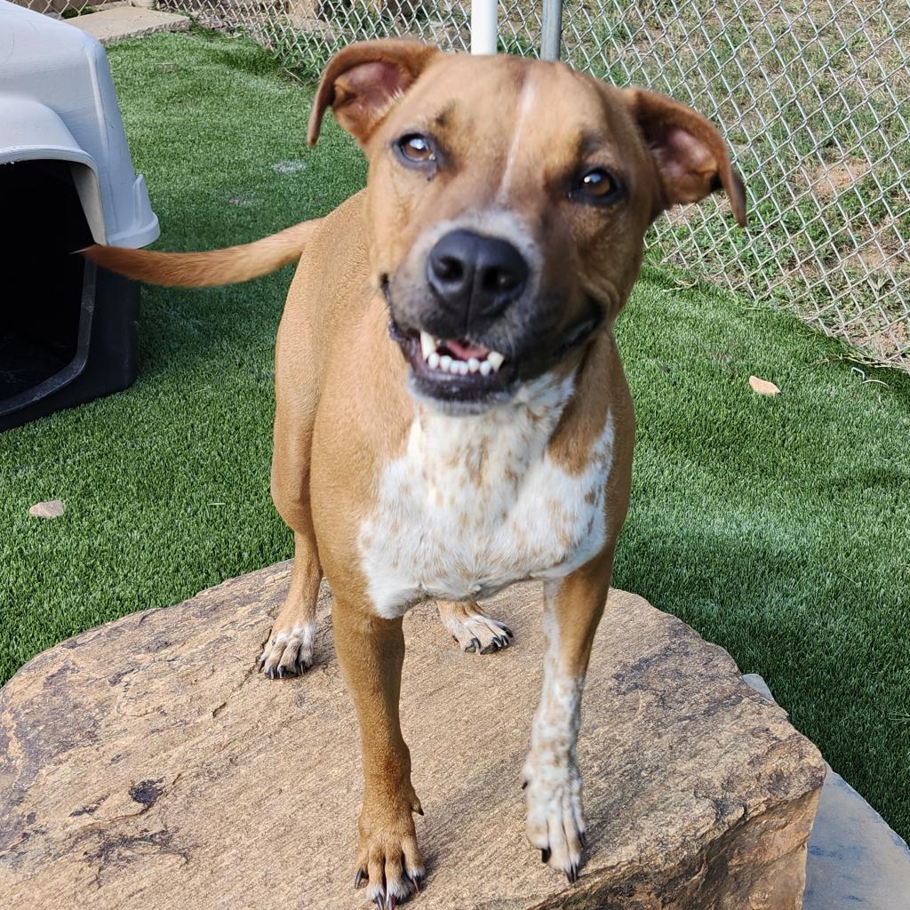Roscoe