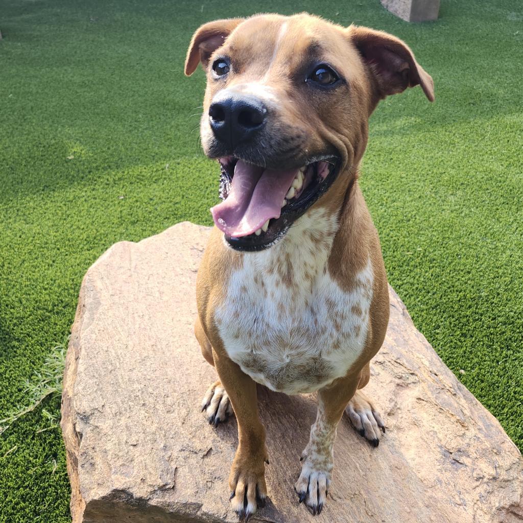 Roscoe