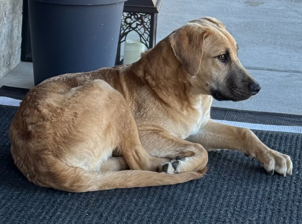 Bo