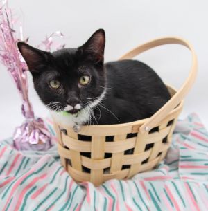 Turner II, Baby Male Domestic Short Hair