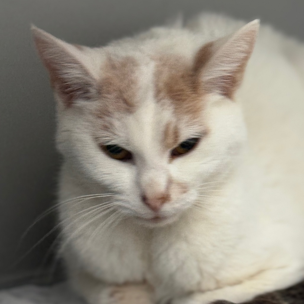 Snowball