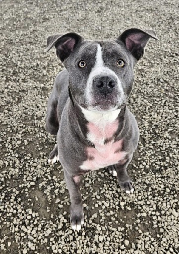 Ryan, an adoptable Pit Bull Terrier in McMinnville, OR, 97128 | Photo Image 1