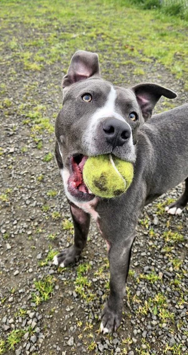 Ryan, an adoptable Pit Bull Terrier in McMinnville, OR, 97128 | Photo Image 2