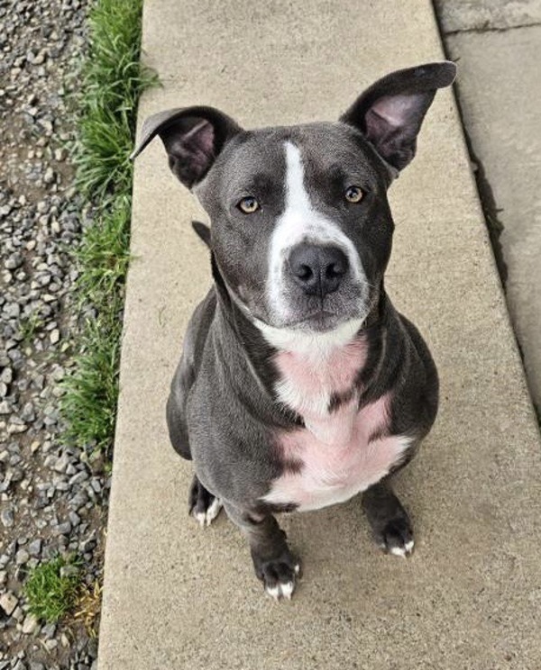 Ryan, an adoptable Pit Bull Terrier in McMinnville, OR, 97128 | Photo Image 3