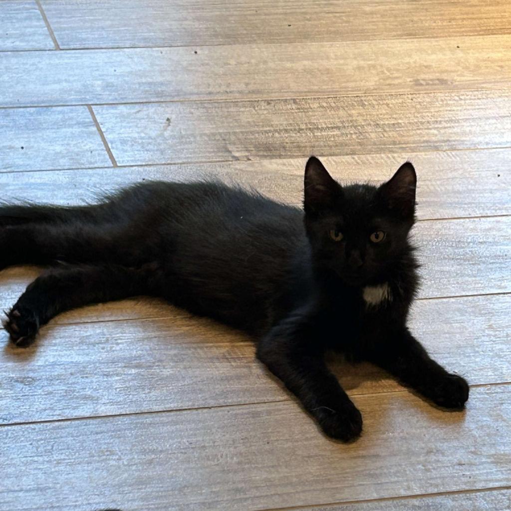 Derek Shepherd, an adoptable Domestic Long Hair in Grand Rapids, MN, 55744 | Photo Image 1
