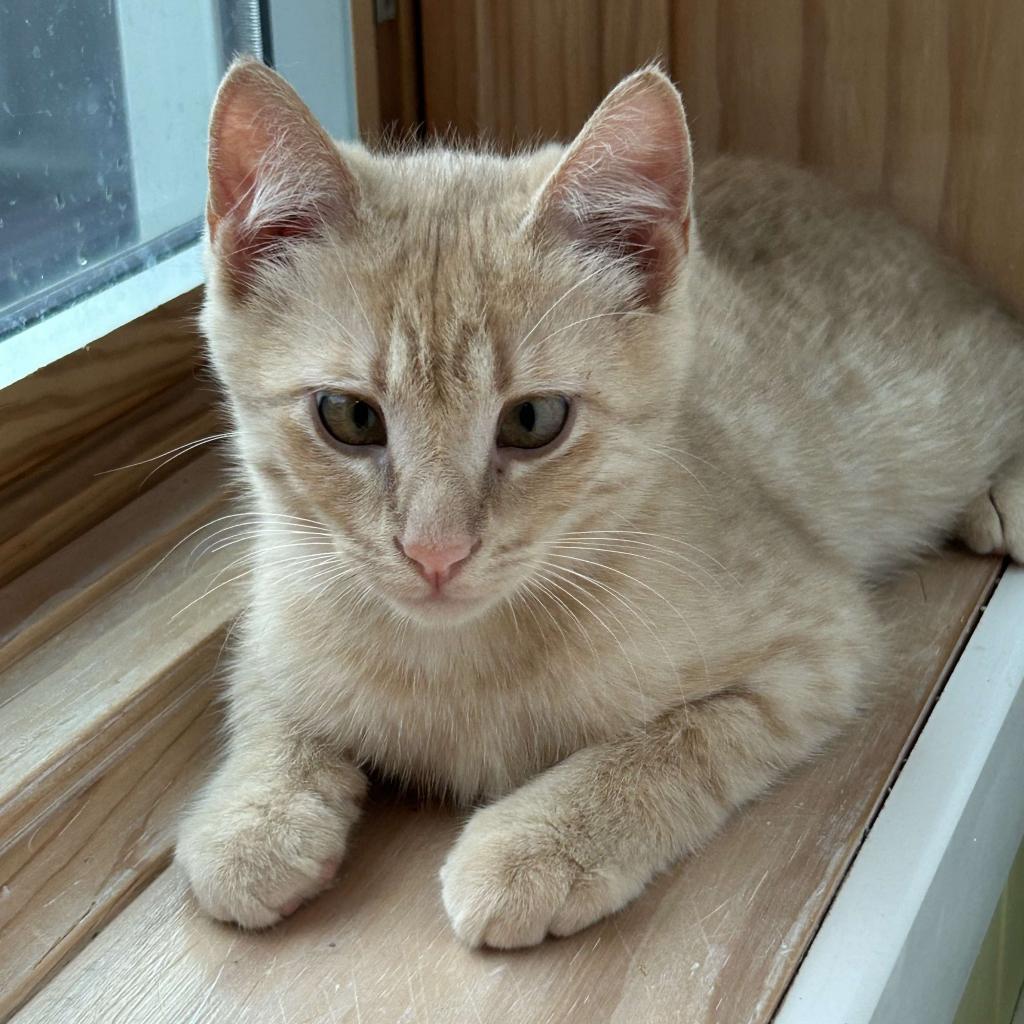 Benjamin Button (Benny), an adoptable Domestic Short Hair in Grand Rapids, MN, 55744 | Photo Image 1