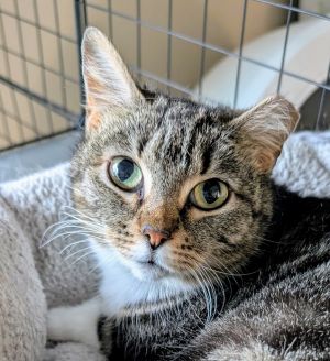 Ariel has a sweet little face and silky medium-length fur She has adorable white stockings Ariel e