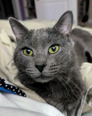 This beautiful blue boy with emerald eyes was rescued on the Love holiday and hes better than any 