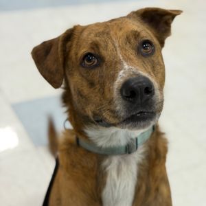 Dash, Adult Male unknown