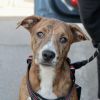 Dash photo 2