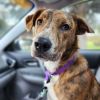 Dash photo 4