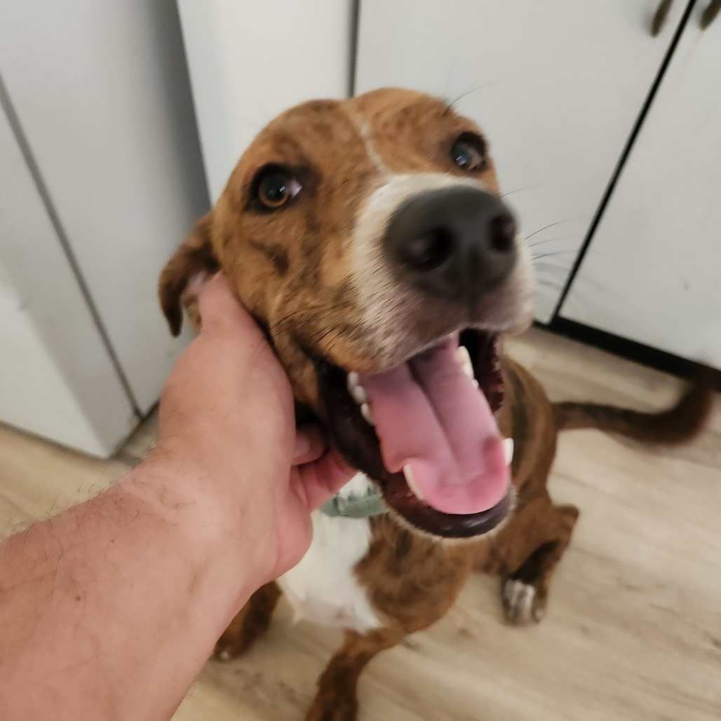 Dash