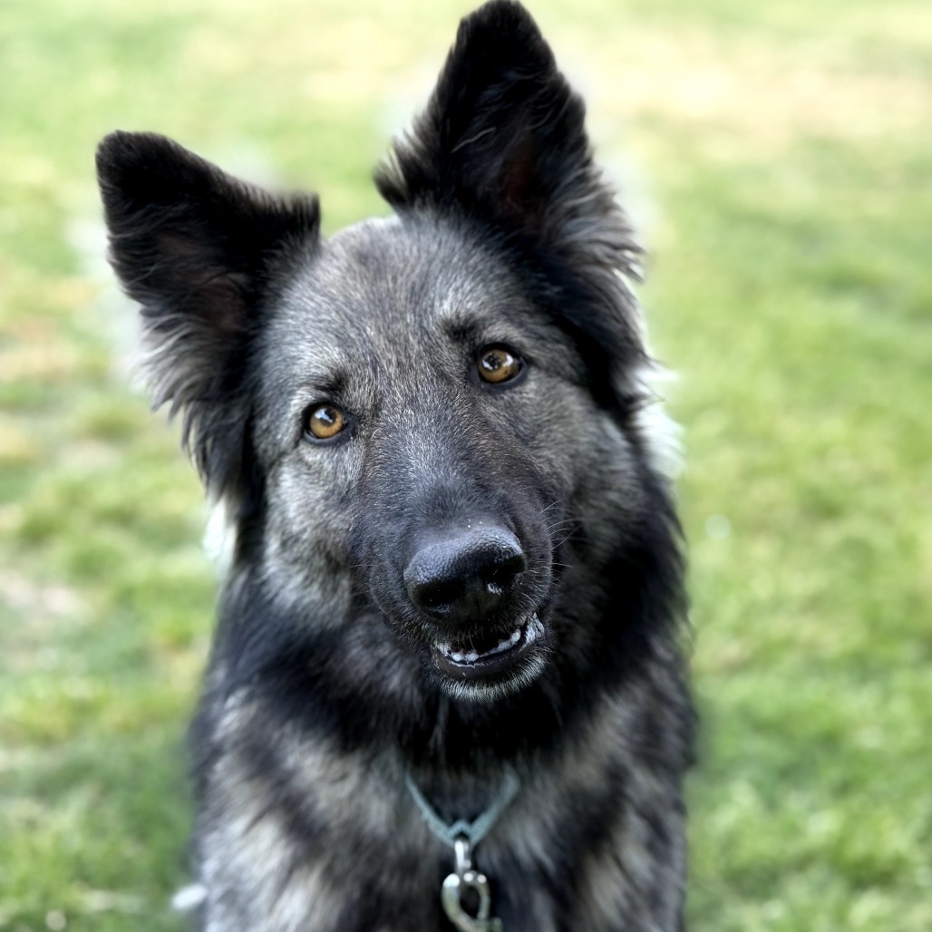 Pepper