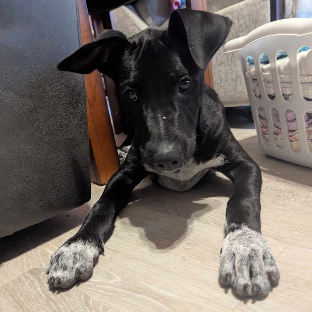 Cody, an adoptable Mixed Breed in Volcano, HI, 96785 | Photo Image 1