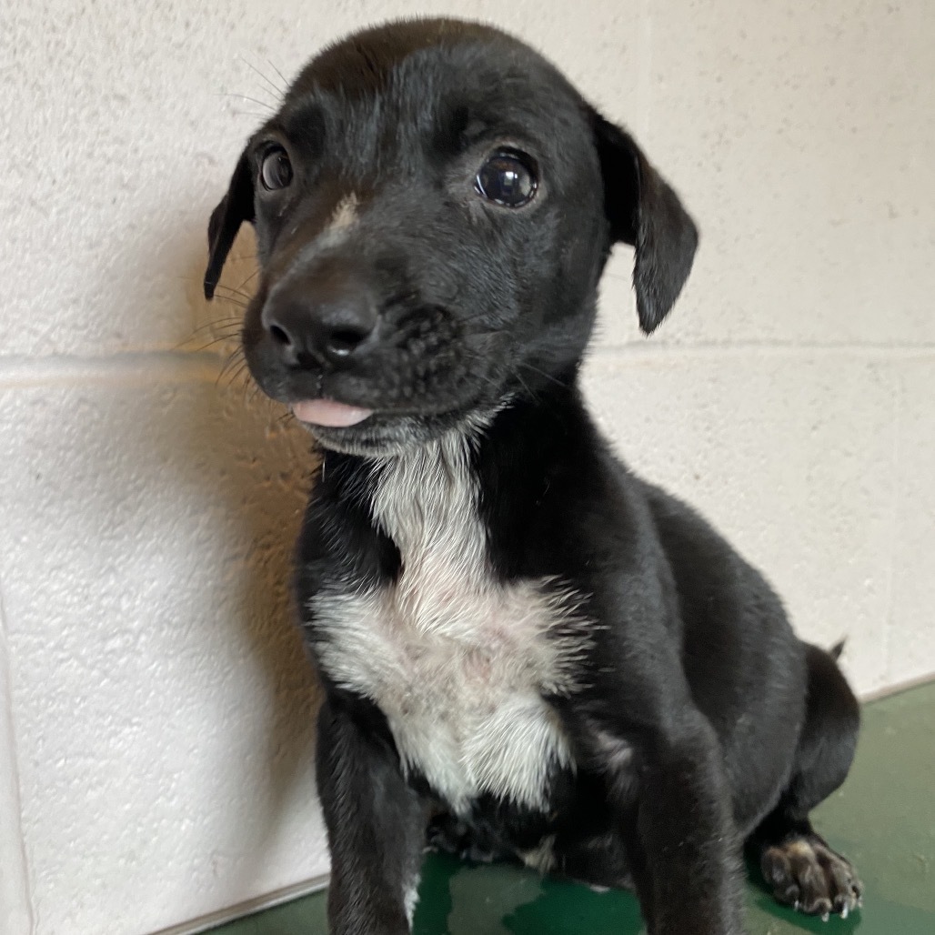 Cody, an adoptable Mixed Breed in Volcano, HI, 96785 | Photo Image 3