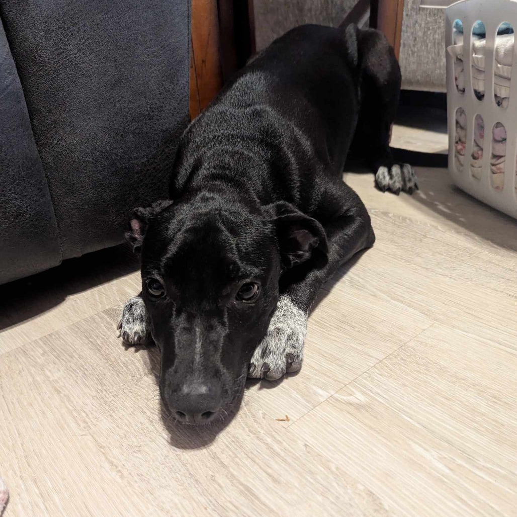Cody, an adoptable Mixed Breed in Volcano, HI, 96785 | Photo Image 4