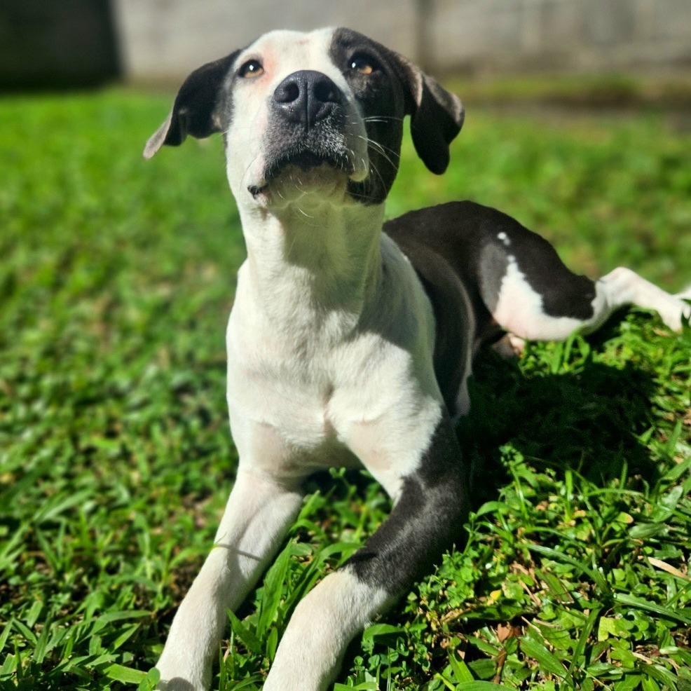Rosie, an adoptable Mixed Breed in Volcano, HI, 96785 | Photo Image 2