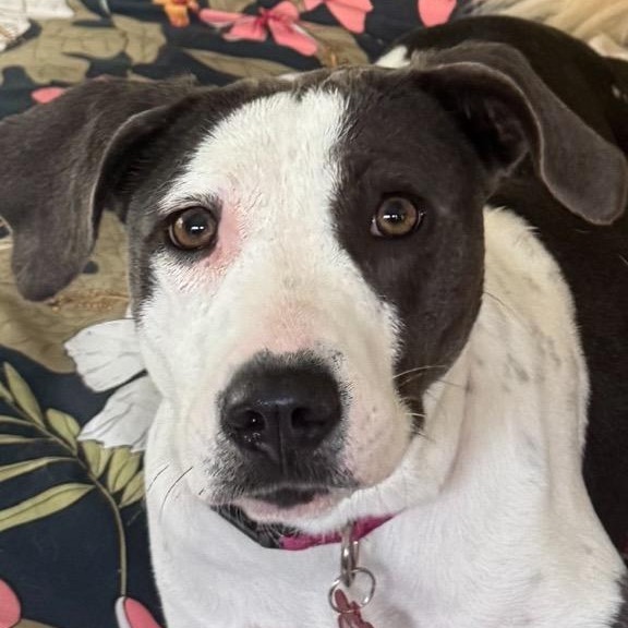 Rosie, an adoptable Mixed Breed in Volcano, HI, 96785 | Photo Image 5