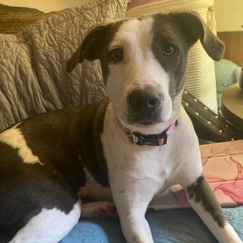 Rosie, an adoptable Mixed Breed in Volcano, HI, 96785 | Photo Image 6