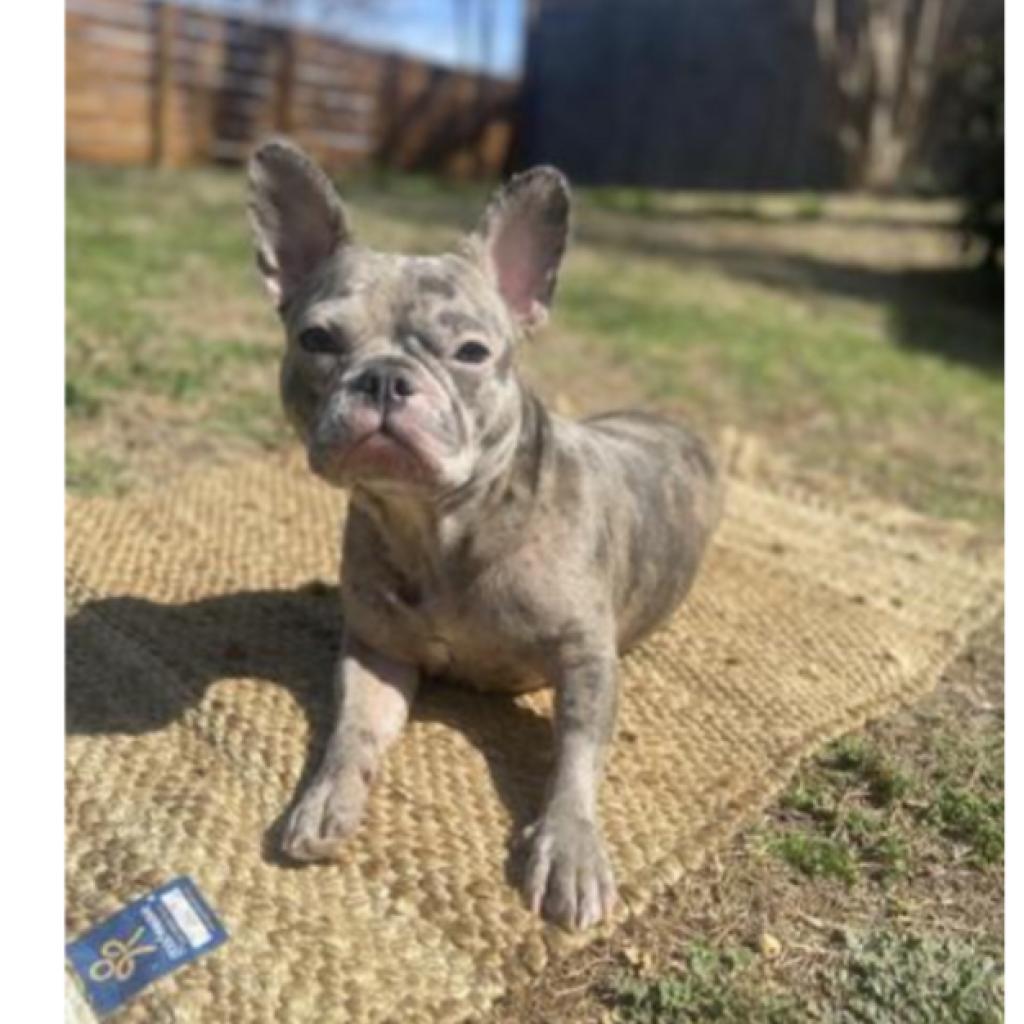 Livi (Dallas)