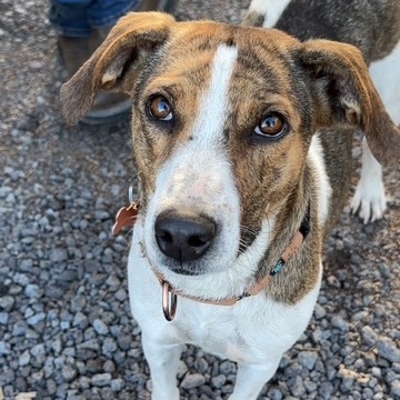 Calle, an adoptable Mixed Breed in Bend, OR, 97702 | Photo Image 1