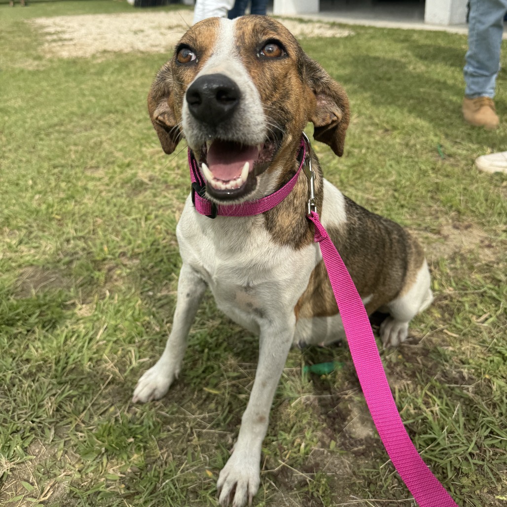 Calle, an adoptable Mixed Breed in Bend, OR, 97702 | Photo Image 3