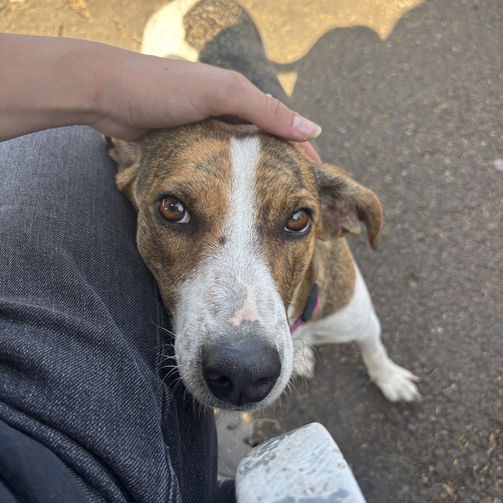 Calle, an adoptable Mixed Breed in Bend, OR, 97702 | Photo Image 6