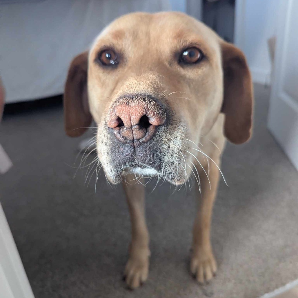 Nena, an adoptable Labrador Retriever, Mixed Breed in Bend, OR, 97702 | Photo Image 2