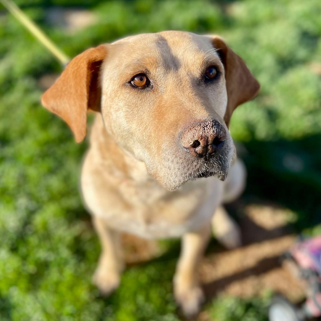 Nena, an adoptable Labrador Retriever, Mixed Breed in Bend, OR, 97702 | Photo Image 3