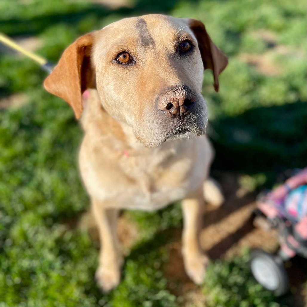 Nena, an adoptable Labrador Retriever, Mixed Breed in Bend, OR, 97702 | Photo Image 4