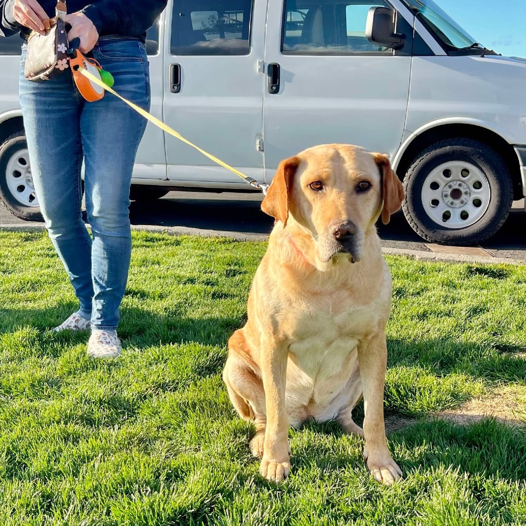 Nena, an adoptable Labrador Retriever, Mixed Breed in Bend, OR, 97702 | Photo Image 5