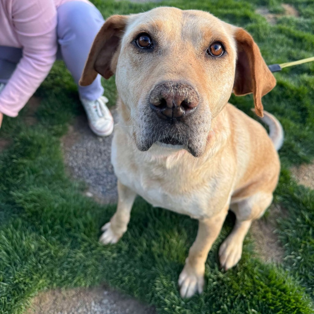 Nena, an adoptable Labrador Retriever, Mixed Breed in Bend, OR, 97702 | Photo Image 6