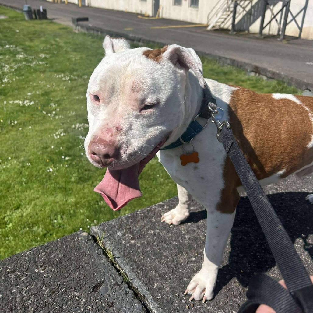 Zeus, an adoptable Pit Bull Terrier in Bend, OR, 97702 | Photo Image 1