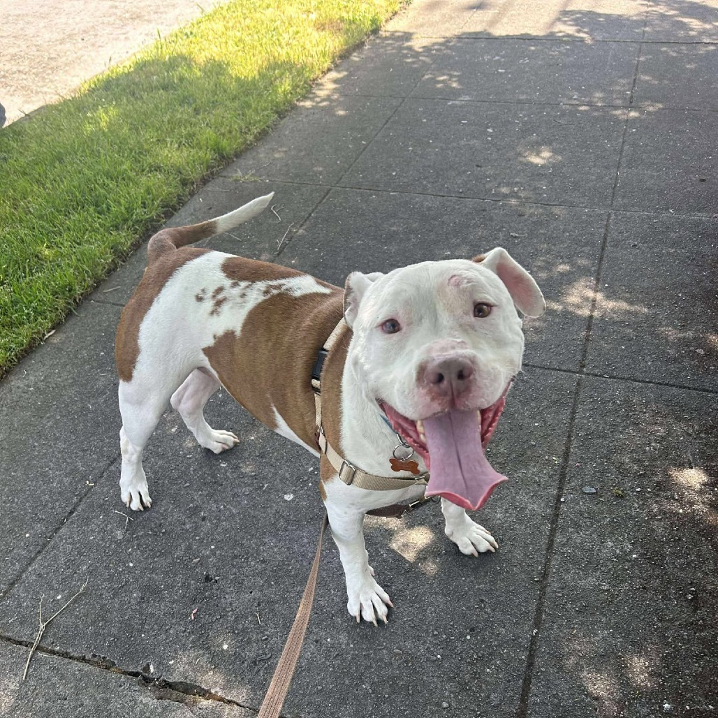 Zeus, an adoptable Pit Bull Terrier in Bend, OR, 97702 | Photo Image 1
