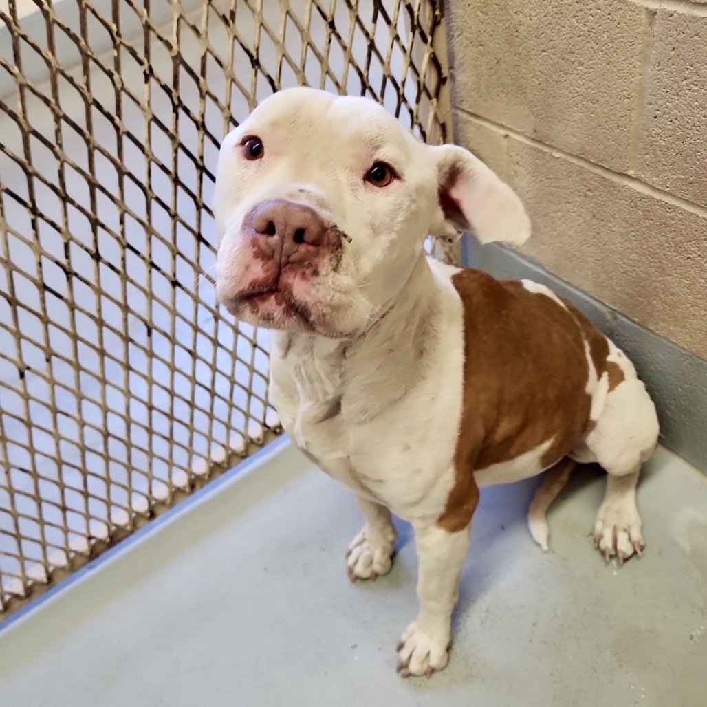 Zeus, an adoptable Pit Bull Terrier in Bend, OR, 97702 | Photo Image 2