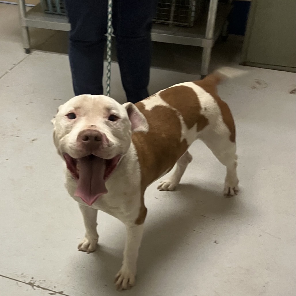 Zeus, an adoptable Pit Bull Terrier in Bend, OR, 97702 | Photo Image 3