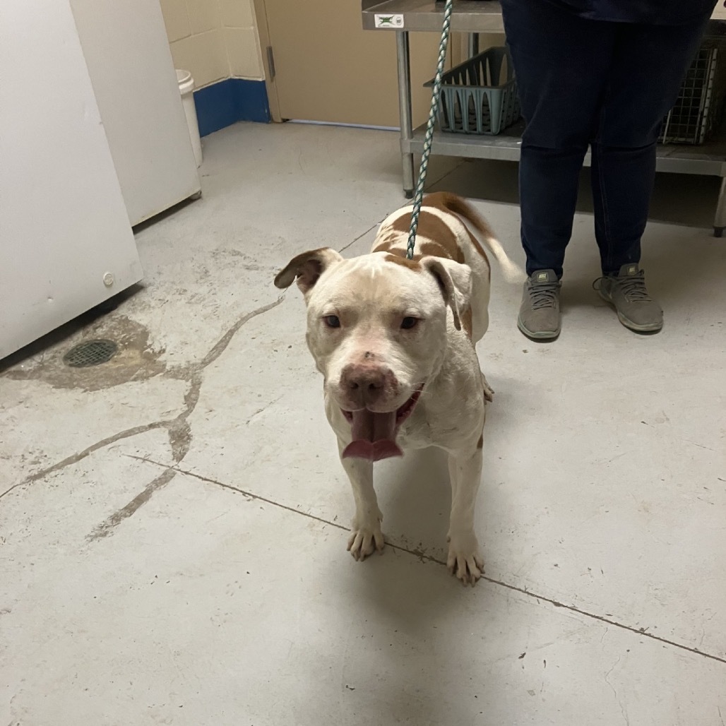 Zeus, an adoptable Pit Bull Terrier in Bend, OR, 97702 | Photo Image 4