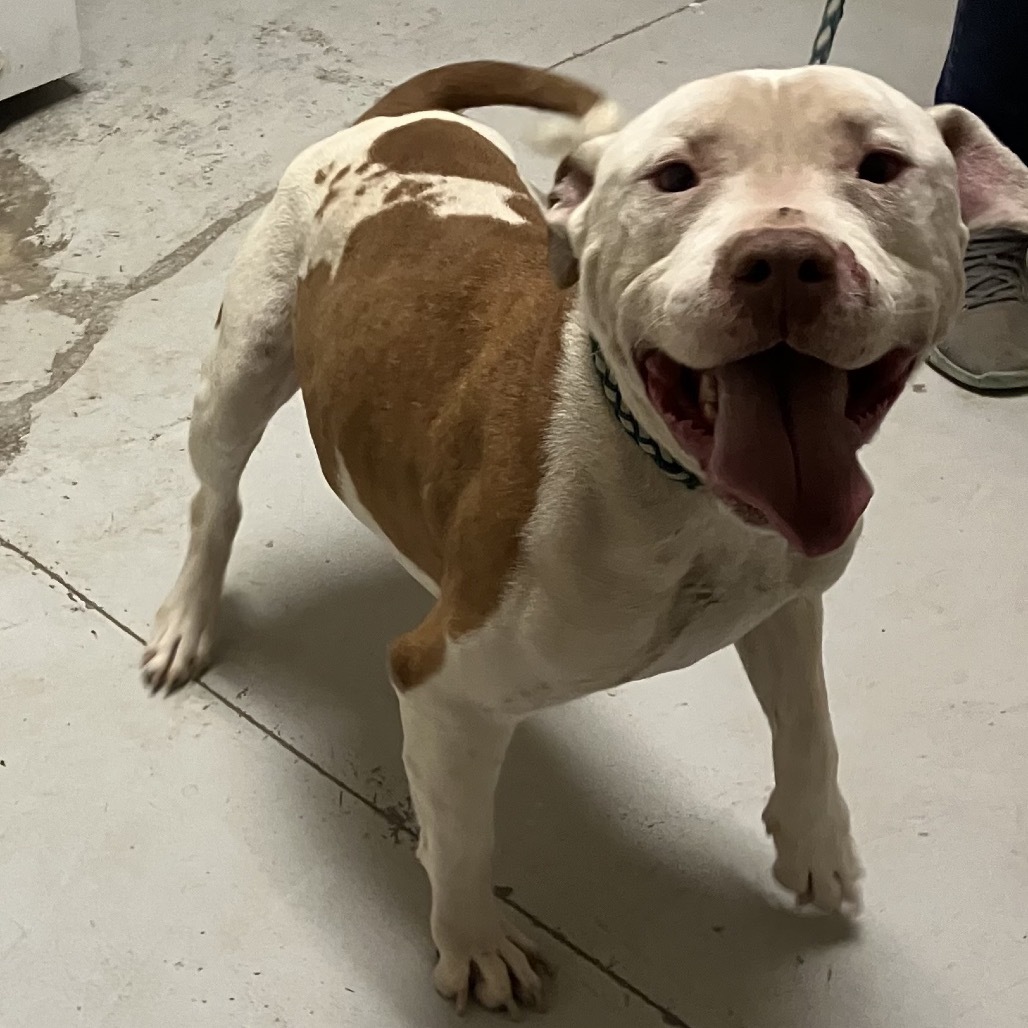Zeus, an adoptable Pit Bull Terrier in Bend, OR, 97702 | Photo Image 5